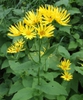 leaves and flowers