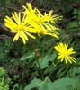 leaves and flowers