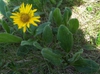 Flower and leaves