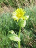 Flower and leaves