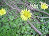 leaves and flowers