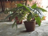 Plant with green leaves in a container