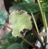 Irregular shaped greenish inflorescence