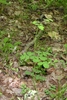 foliage.