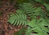 D. goldiana