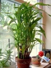 Multiple stems growing from a bundle of canes in a pot.