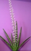 Potted fan of leaves & erect spike of white flowers.