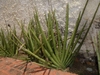 Mature plants, forming fans of cylindrical leaves, in a bed.