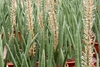 Potted plants, some producing erect spikes of white flowers