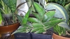 Potted plants with variegated succulent leaves.