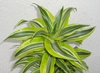 A rosette plant of green leaves with lime green margins.
