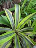 Form