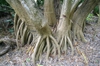 bark