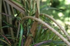 leaves and bark