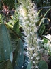 Erect spike of dozens of white, tubular flowers