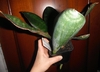 Hand holding potted plant with broad, thick leaves.