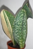 Sectoral variegated specimen with one half of the leaf yellow