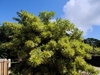 A large shrub with short lanceolate variegated leaves.