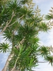 Many woody stems bearing rosettes of lanceolate leaves.