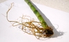 A length of green stem (cane) producing roots from the bottom.