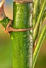 Close-up of the green cane and the brown node.