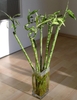Green canes in a vase of water, rooting and sprouting new shoots