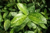 leaves