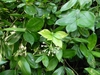 Spotted leaves.