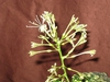 Tubular flowers with showy stamens and petals that bend backward