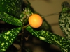 Orange fruit