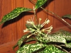 Tubular flowers