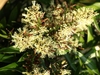 Close up of strappy leaves and clusters of white flowers.