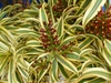 Close up of variegated leaves and red flower buds.