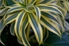 Close up of strappy leaves with creamy marginal stripes