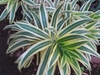 Close up of strappy leaves with creamy marginal stripes