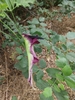 Outside surface of spathe