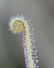 Close-up photo showing curled up leaf like a fiddlehead.