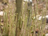 Stand of leaves with pinkish, glistening, glandular hairs.