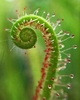 Close-up of an unfurling, linear leaf with glandular hairs.