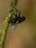 Close-up of a fly caught in the sticky goo of a leaf.