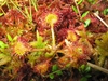 Rosette of spoon-shaped leaves covered in red glandular hairs.
