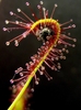 Side view of a leaf folding over to ensnare an insect.