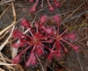 Rosette of spoon-shaped leaves covered in red glandular hairs.
