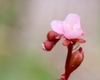A pale pink, 5-petaled flower and young buds.