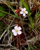 Two, pale pink, 5-petaled flowers.
