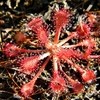 Rosette of spoon-shaped leaves covered in red glandular hairs.