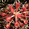 Drosera capillaris