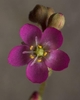 Close-up on a dark pink, 5-petaled flower, with a superior ovary