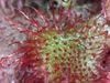 Close-up of red, gland-tipped hairs with a trapped springtail