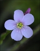 Close-up of a pinkish, 5-petaled flower.